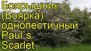 Боярышник однопестичный Паулс Скарлет. Краткий обзор, описание cratageus monogyna Paul's Scarlet