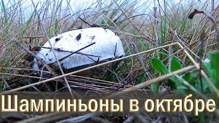 Сбор шампиньонов в октябре