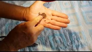 Виноград семена из Китая. Поращивание. Grapes. Seeds. China.