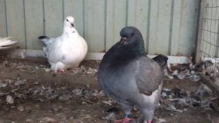 Голуби кинги KING PIGEONS 2018