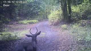 Camera trap highlights