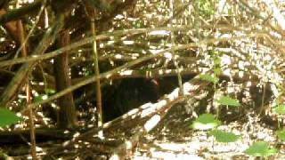 Beaver Hunting