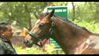 usha stud Multidimentional SantoriniStar