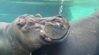 Hippo Snoring #shorts