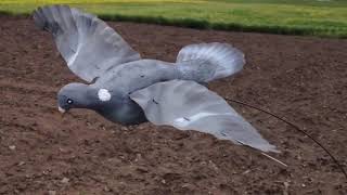 Голуби вяхири. Охота на вяхиря