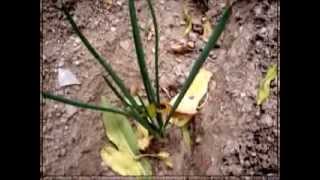 Calzando calçots
