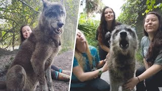 This wolfdog charmed ladies with his good looks