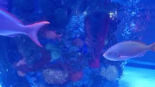 Rainforest Cafe located in Disney Springs