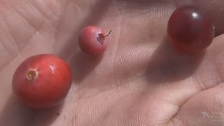 Клюква - о том как быстро собирать совком.