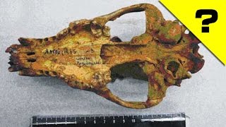 САМОЕ ДРЕВНЕЕ ДОМАШНЕЕ ЖИВОТНОЕ
