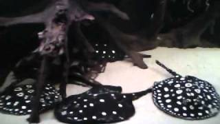Potamotrygon leopoldi & black diamond