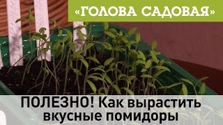 Голова садовая - ПОЛЕЗНО! Как вырастить вкусные помидоры