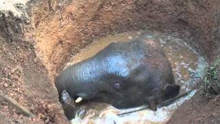 Elephant - Nilgiri, Balasore, Odisha