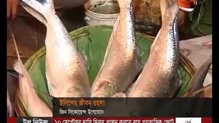 ইলিশের পূর্ণাঙ্গ জীবনরহস্য উন্মোচনের দাবি বিজ্ঞানীদের- CHANNEL 24 YOUTUBE