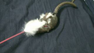 Pygmy　Marmoset　ピグミーマーモセット