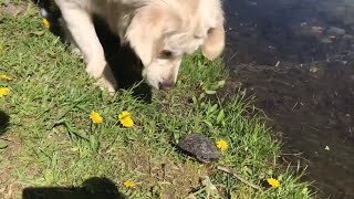 How a Ms.Alya Golden retriever and a turtle are friends. Аля и черепаха друзья