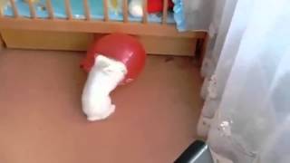 Coniglietto scoppia un palloncino e si infarta