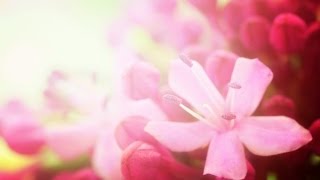 Sleep Music, Sleep Meditation, Calm Music, Insomnia, Sleep Therapy, Relax, Study, Spa, Sleep, ☯160