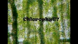 Chlorophyll stability in plants
