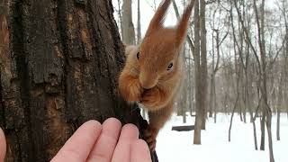 Забегала красивая белка / A beautiful squirrel ran by