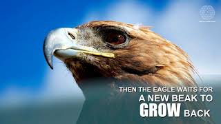 The Story of An Eagle (Creator Academy)