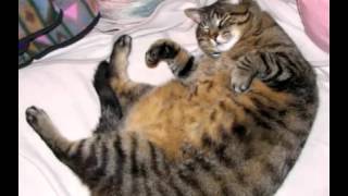 Колыбельная для ручного кота Редкая птица Лиля Муромцева