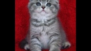 Шотландская вислоухая кошечка окрас голубой табби