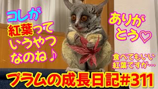 Bushbaby Plum's Growth Diary ショウガラゴ プラムの成長日記 #311