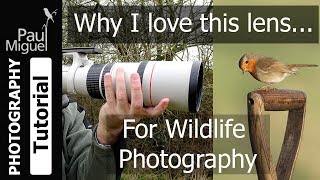Canon 400mm F/5.6 Review: Best Value Lens for Wildlife Photography?