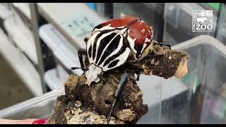 World of Insects Giant Beetles - Cincinnati Zoo