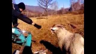 Горный козел нападает на людей! Прикооооооол))))))