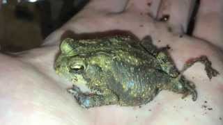EXTREMELY GROSS Wildlife Rescue - Doctor Saves a Dying Toad!