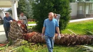 Cutting down palm trees
