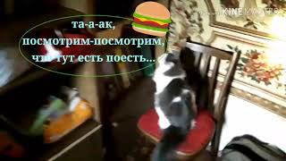Fanny Cats.Комикс про кошку. В главной роли - Пушинка. СУПЕР ПОЗИТИВЧИК!