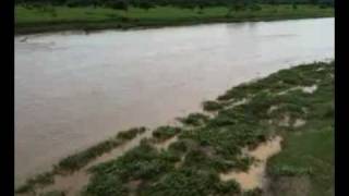 Cocodrilos en el rio