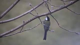 Добытчица. Как трудолюбивая синица добывает пищу зимой. A little story about hardworking tit.