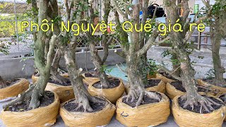 Nguyệt Quế giá rẻ dễ chơi ngày 02/02 LH 0937.564.260 Trí Kế Sách