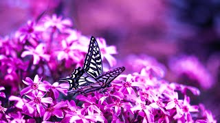 Miracle Healing Tone | 432Hz Relaxing Music | Positive Energy Cleanse | Mindfulness Meditation
