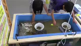 お盆にドジョウつかみを楽しむ兄妹。上手にたくさん捕まえています。