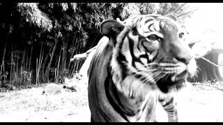 Bengals Game Dey White Out Tigers - Cincinnati Zoo