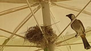 White-eared bulbul nesting in our umbrella. Muscat.
