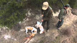 caza zorro en madriguera