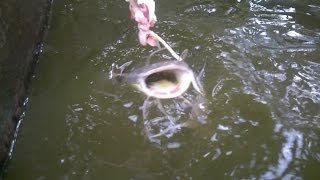 Catfish feeding, Kerala, India