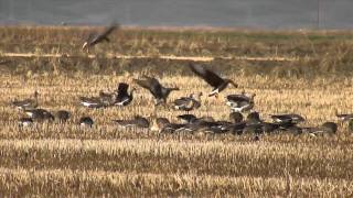 Specklebelly Goose Calling  "WhiffleMaster"