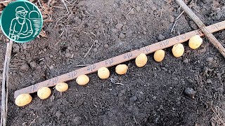 Рекордный урожай ???? Посадка в 3 раза гуще и без окучивания Посадка картофеля сорта Ривьера