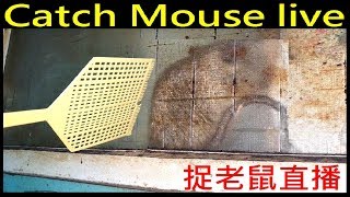 直播DIY抓老鼠實況 Catch Mouse live