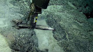 FOUR Fabulous Fossilized Whale Jaws! | Nautilus Live