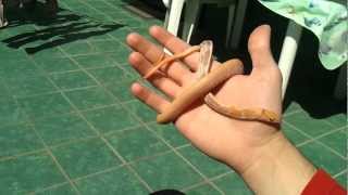 Coelognathus radiatus t+ albino