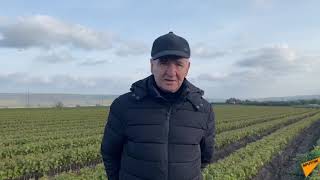 Gheorghe Gaberi, producător de butași de viță de vie