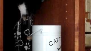 Cat opening treat jar.